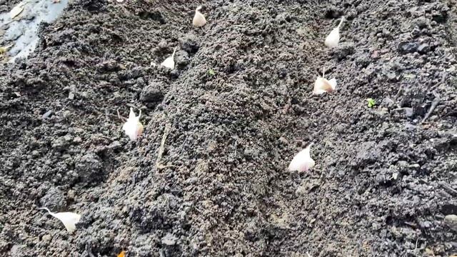 PLANTING HARDNECK GARLIC IN ZONE 6 | 2021 | What we grew this year & trying a new variety for 2022! смотреть онлайн