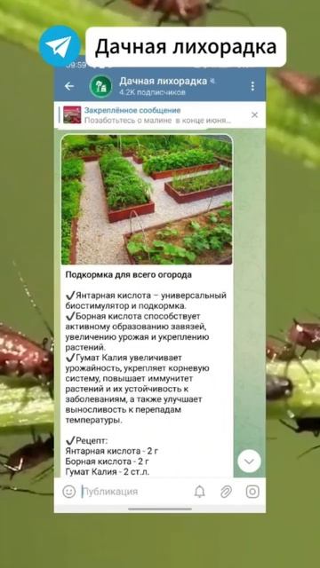 Только это средство от тли даёт такой результат огород дача тля