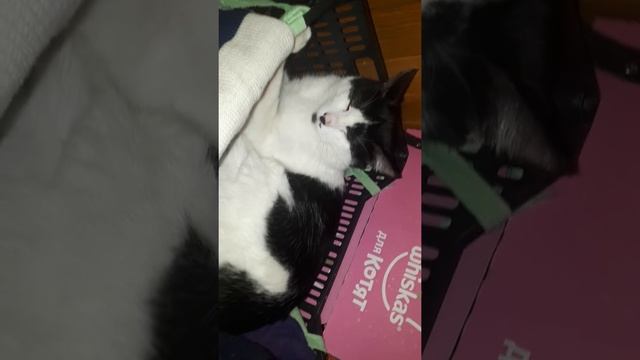 ПРЕТЕНЗИИ КОТИКА МАРКИЗА, ОСВОБОЖДЕННОГО ИЗ КЛЕТКИ.... смотреть онлайн