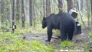 БОЛЬШОЙ МЕДВЕДЬ В ЯРОСТИ! МЕДВЕЖОНОК ЕГО ОПЕРЕДИЛ И СЪЕЛ ВСЕ ФРУКТЫ!!