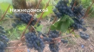 #ВиноградникЕлисеевых Устойчивые технические сорта НИИВиВ им. Потапенко