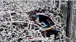 Живой огурец но завокоден на synth capcut