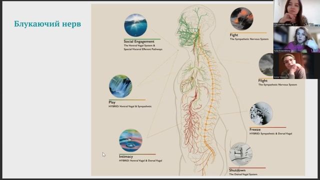 Вебінар з психологинею на тему "Травма чи стрес" Юлія Красніхіна смотреть онлайн
