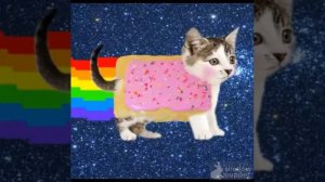 Nyan cat song