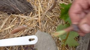 Прививаем черенок винограда за 5 минут. Можно и быстрее, если все готово под рукой :)