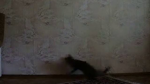 лазер, кошка, стена, и я в трусах смотреть онлайн