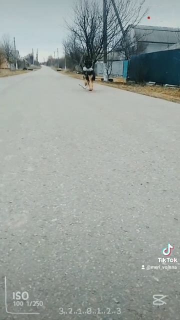 #тикток #щенок #немецкаяовчарка #прогулка #игры #собакой смотреть онлайн