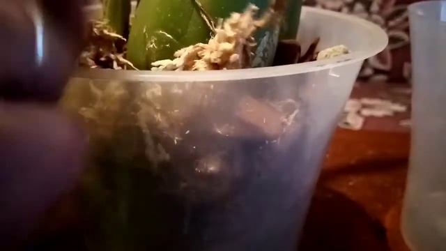 Пересадка орхидейки. Перистериа Элата смотреть онлайн