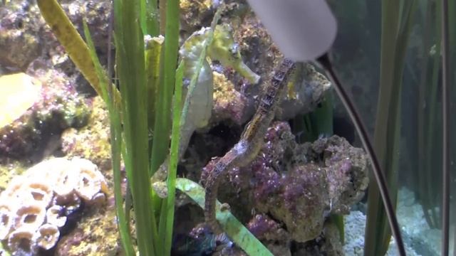 Sea Horse Dance смотреть онлайн