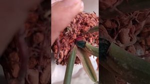 Филодендрон Caramel Marble, пересадка в серамис на фитильный полив.