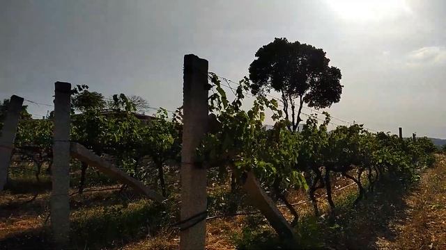 Yuktix Smart Sensing ( IoT ) product GreenSense in a Vineyard смотреть онлайн