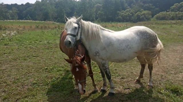 гарна пара смотреть онлайн