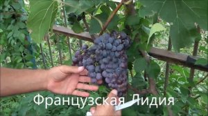 Французская Лидия