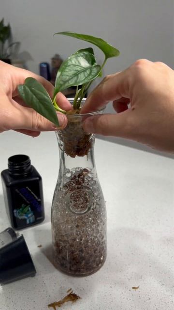 Level up your Plant Game: Repotting Monstera Siltepecana and Epipremnum Pinatum смотреть онлайн