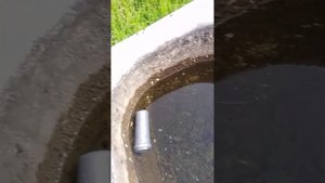 разводим мидий