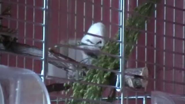 Старается... смотреть онлайн