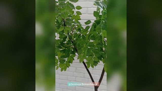 Декоративное дерево Акация смотреть онлайн