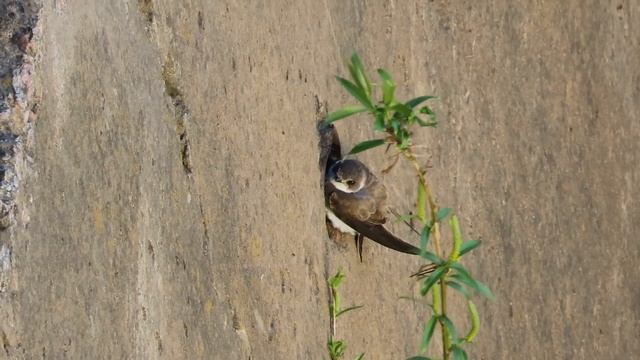 №5202 27 05 2024 Береговушка холодным утром смотреть онлайн