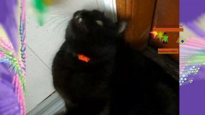 Как меняются зрачки у Котика при освещении📍Из жизни замечаетльных #котиков