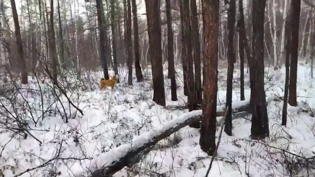 Охота на соболя с собакой! смотреть онлайн