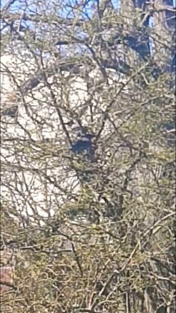 the speed up version of the male kauai Õ'õ bird (look closely) смотреть онлайн