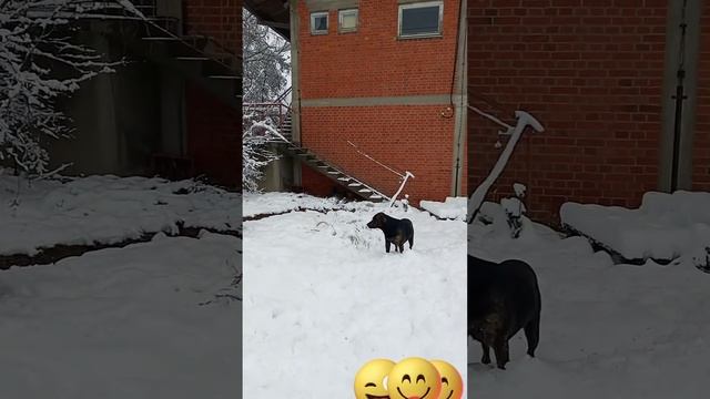 #Сербия#зимапришла#тютюсики#радуютсяснегу#❄☃️🎄🐕🦺🦮🐕🐶😳🙈😷😋