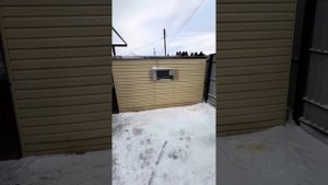 Голуби 2024 ТРИ БРАТА ЭЛИСТА