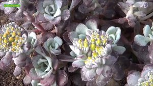 Sedum purpureum