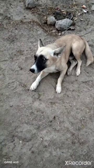 Dog Barking Video  The world smallest dog !