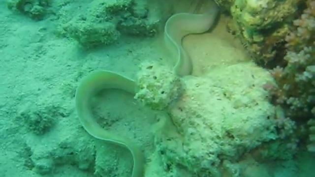 Marsa Alam - white murena смотреть онлайн