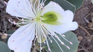 Если нету настроения Улыбайтесь/Текст песни "Улыбайся"