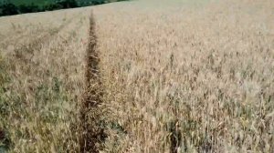 070717 озимая пшеница десикация