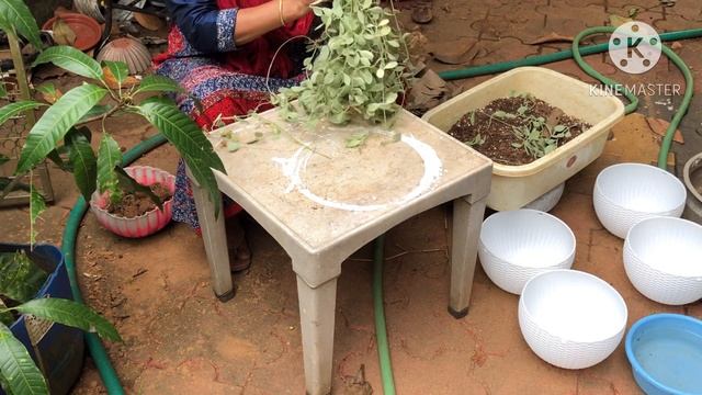 DISCHIDIA HANGING/CLIMBING PLANT/Propagation/Repotting/Care Tips/Malayalam