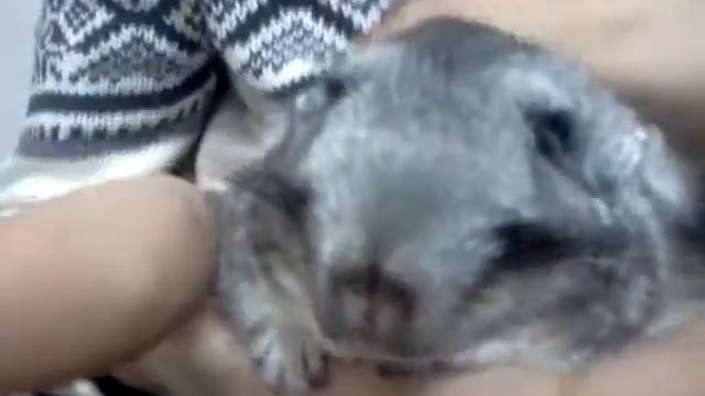 Шиншила