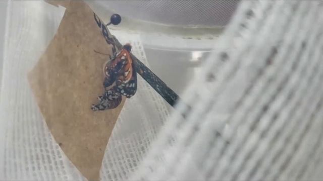 Virtual Explorer Day: Jan 16, 2021 - Taylors Checkerspot Butterflies смотреть онлайн