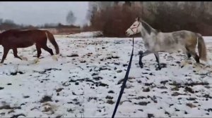 Что случилось с лошадьми?!!