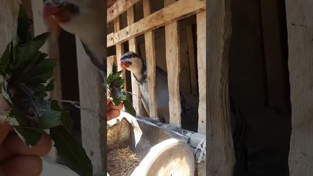 Охота на Куропатка Кеклик в Памире 2021 Кабк Шикор дар кухои Помир 2021 смотреть онлайн