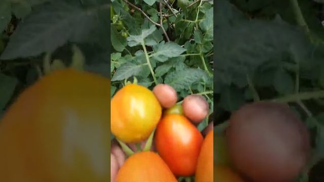 Tomates y flores by gilbert moda смотреть онлайн