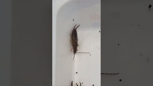 ARE COMMON EARWIGS, FORFICULA DANGEROUS? ОПАСНЫ ЛИ УХОВЕРТКИ? в эфире! Entomologist Secrets.