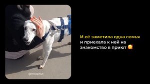 Кнопа из приюта для собак Щербинка нашла дом после потери хозяйки и веры в людей