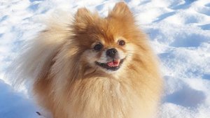 Бася - ракета без ботиночка!