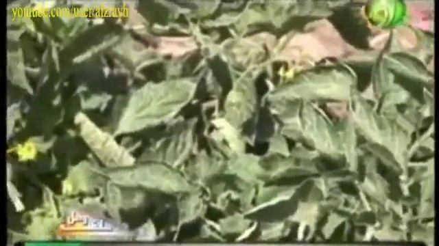 دودة توتا ابسلوتا او حفار أوراق الطماطم وكيفية مكافحة و الوقاية смотреть онлайн