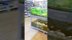 рыбки аквариумы аквариумные рыбы ихтиология экзотариум аквариум рыба рыбка цихлиды цихлида цихлид