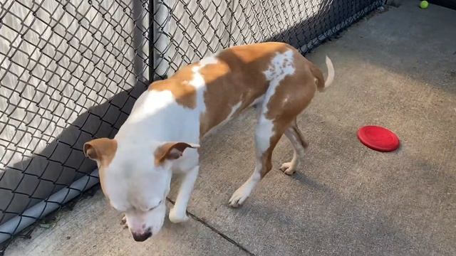 Mimosa update 5/24 смотреть онлайн