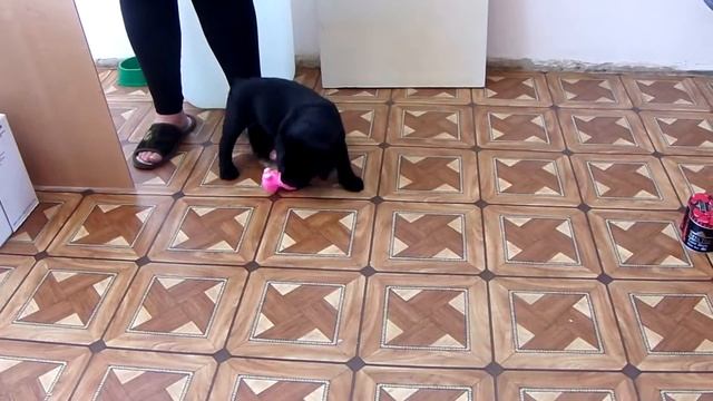 Лабрадор и музыкальная шкатулка)) смотреть онлайн