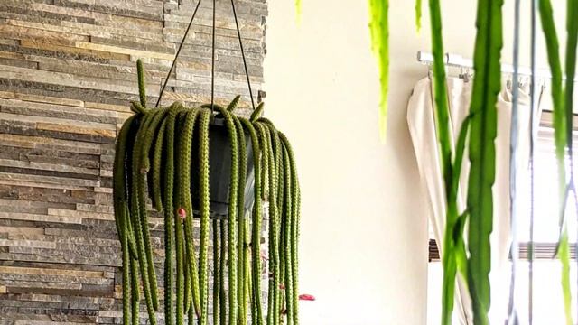 6 Best Hanging Houseplants that Won’t Die Easily