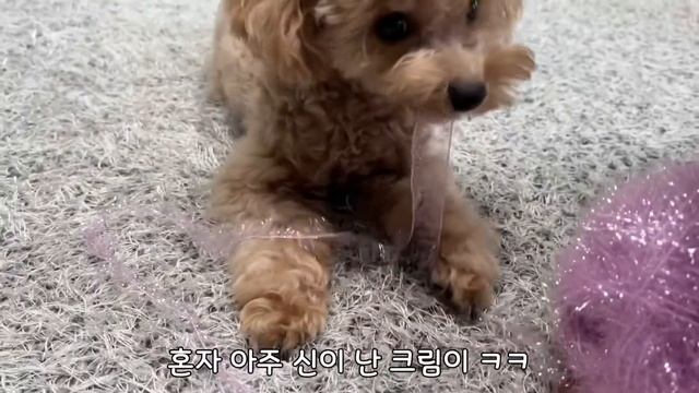 언니는 손도 못 대게 하는 욕심쟁이 강아지