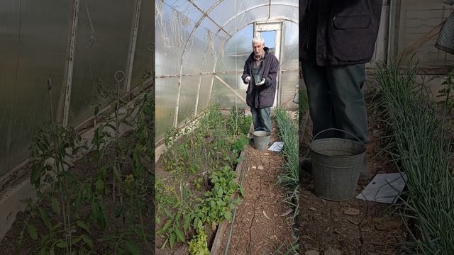 ТОМАТЫ-5 наиважнейших работ в теплице.... смотреть онлайн