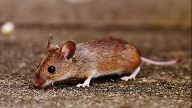 Писк Мыши для Кота. Звуки Мышей. Звук Мышки для Кошки