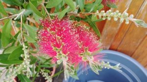 Zylinderputzer (Callistemon citrinus)